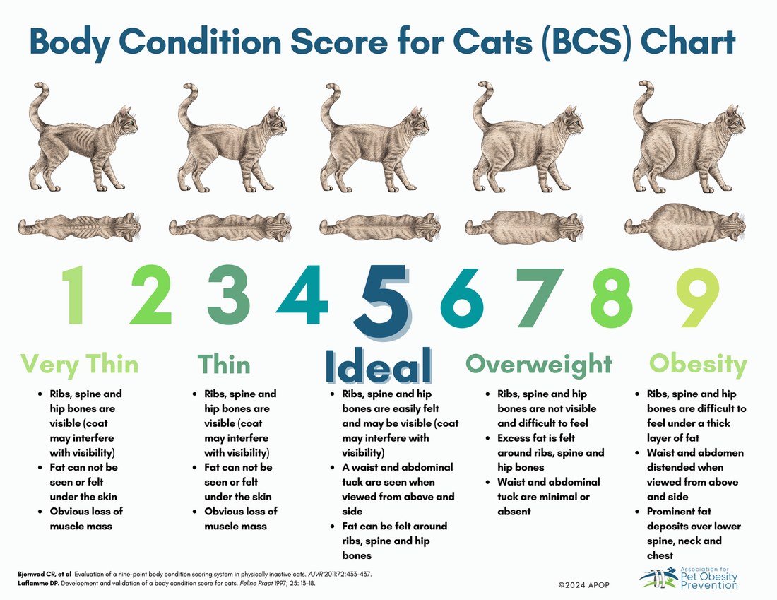 Body Condition Score chart for cats, 1 through 9, from very thin to obese