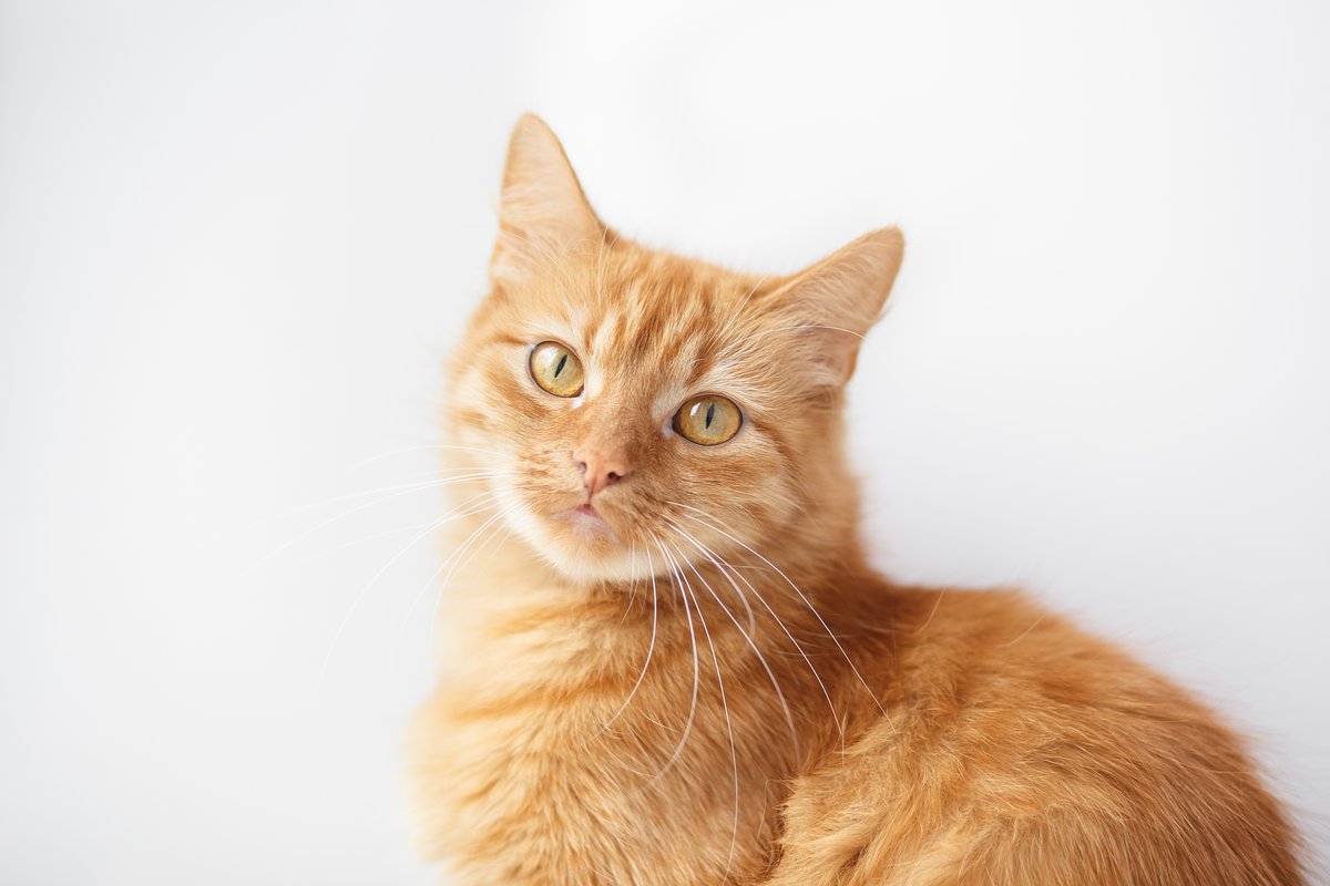 An orange cat looks calmly at the camera