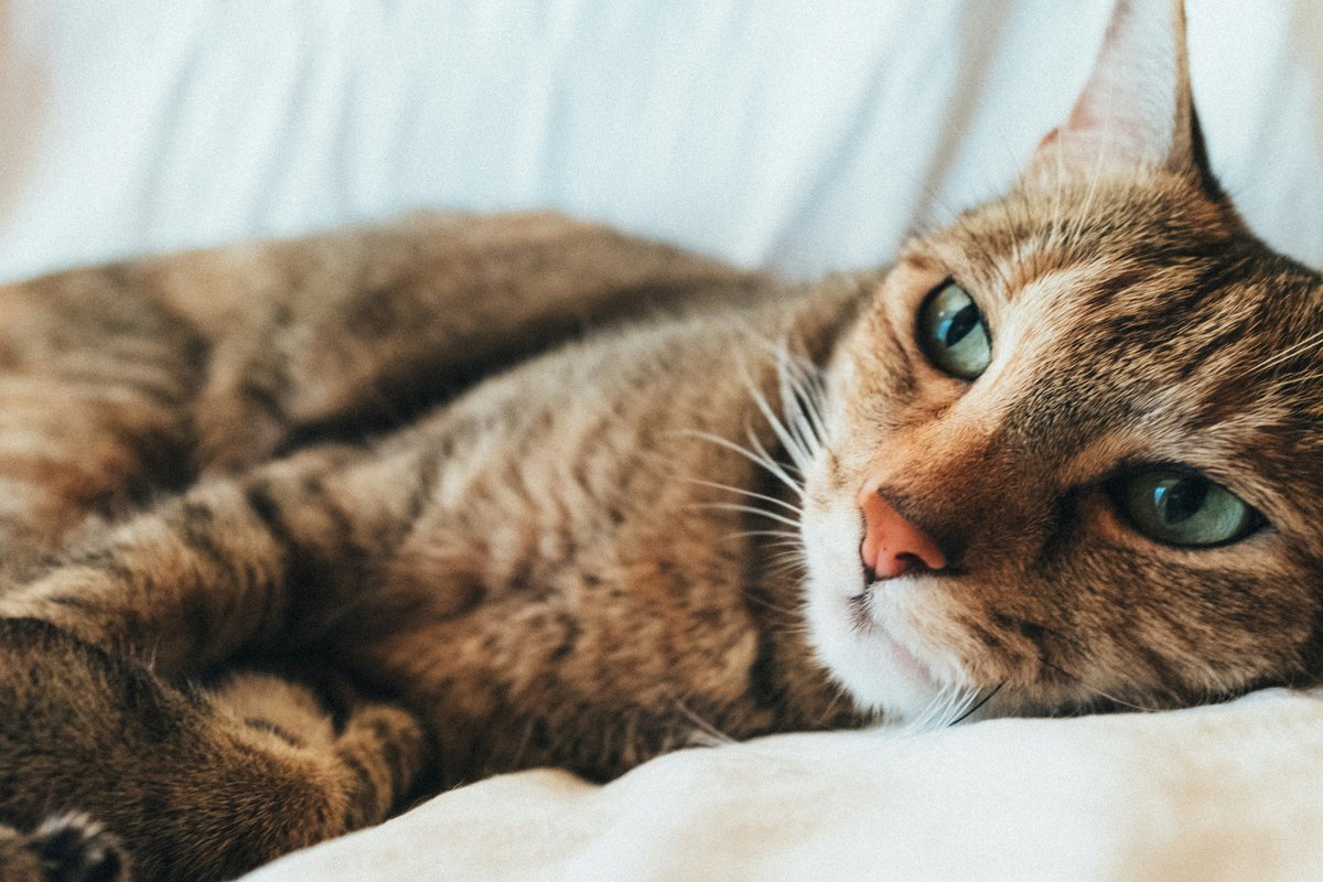 A tabby cat rests comfortably on a soft surface