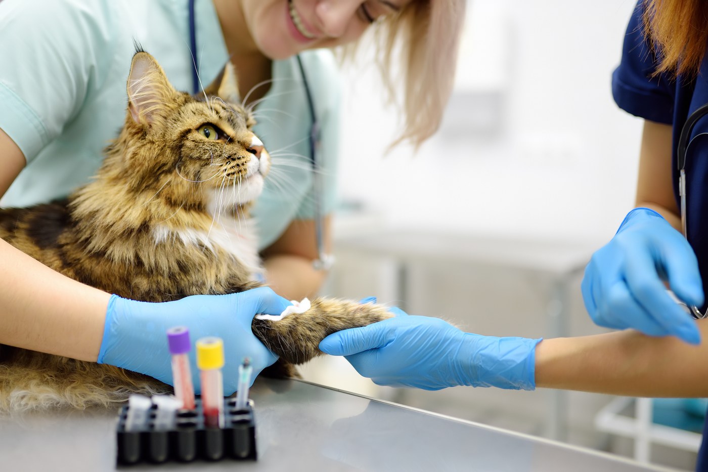 Veterinary team caring for a Maine Coon cat