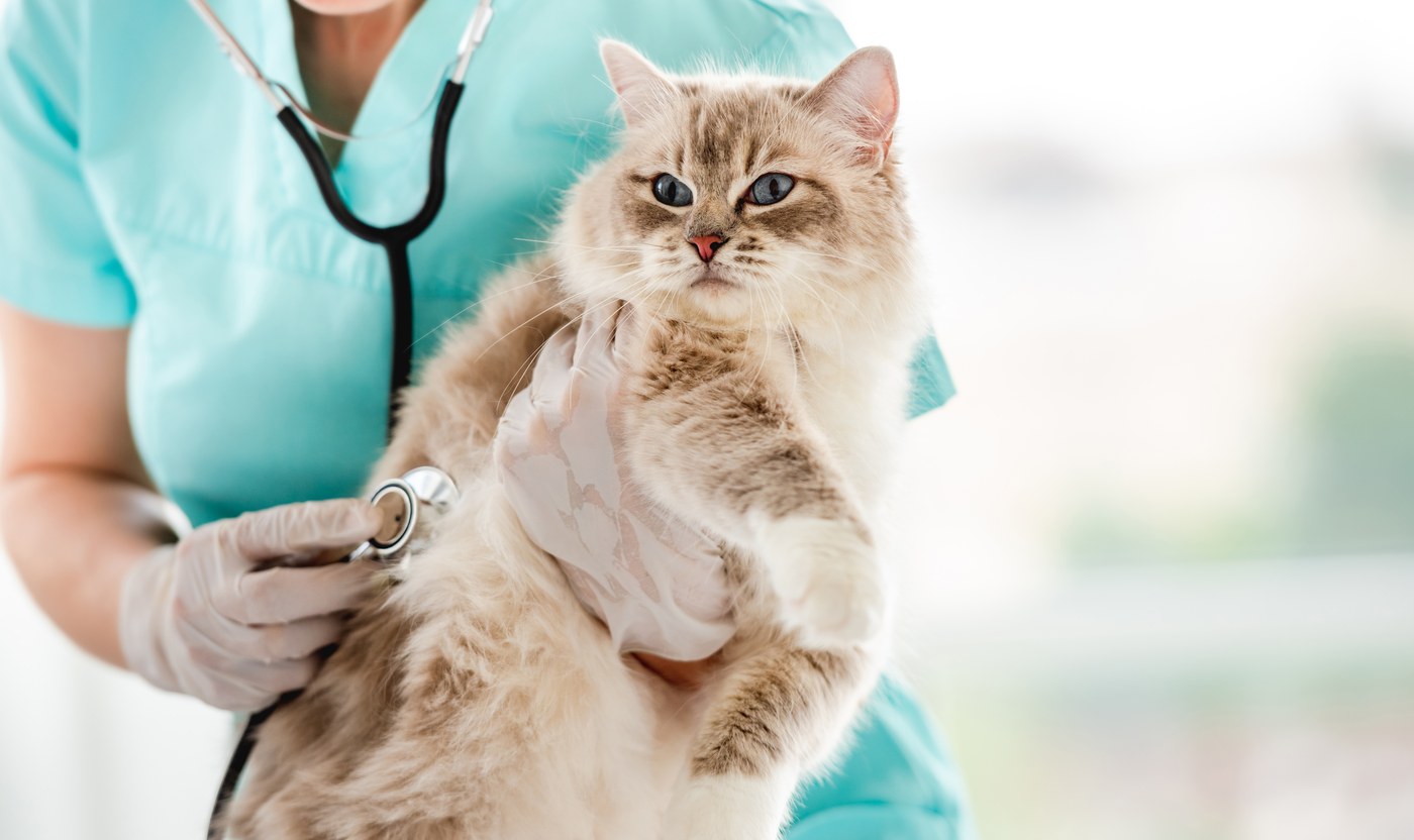 Fluffy cat being gently examined with stethoscope