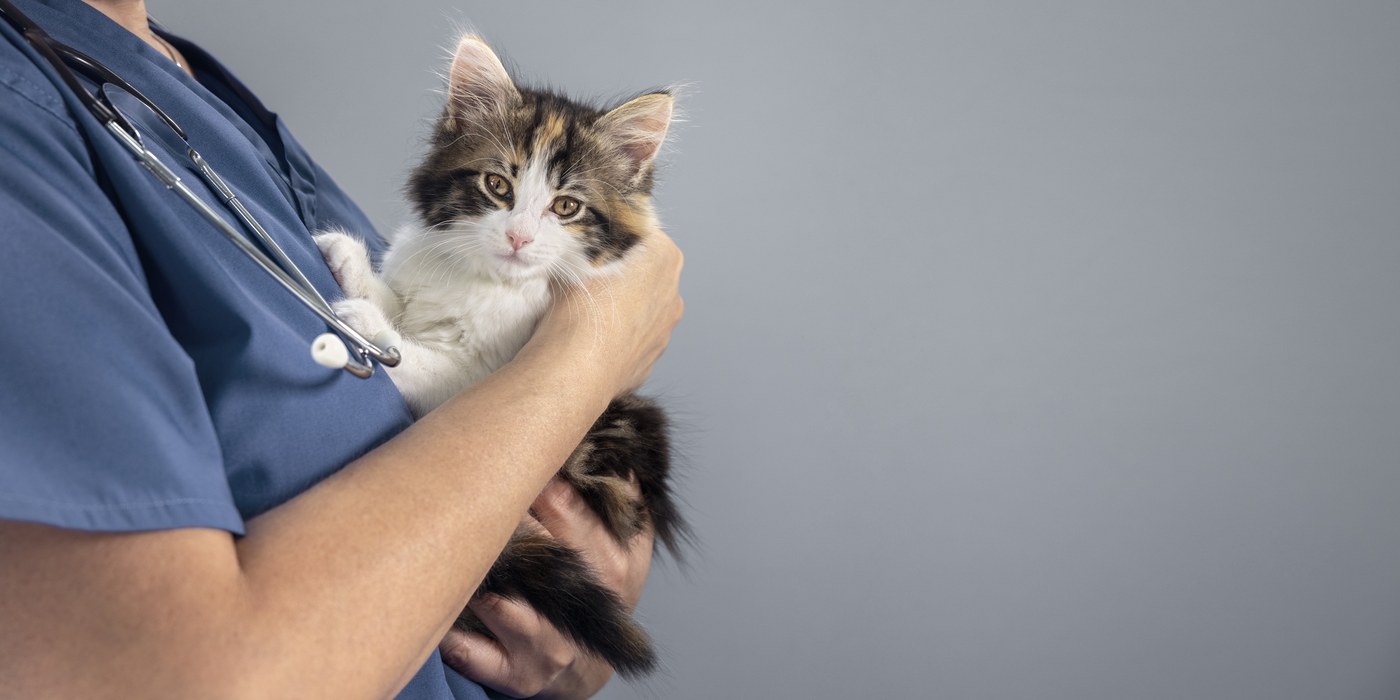 Kitten held by a veterinarian in scrubs